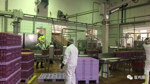 德國漢諾威國際畜牧展間隙,帶您看看啥叫不一樣的老牌現(xiàn)代化蛋粉加工廠