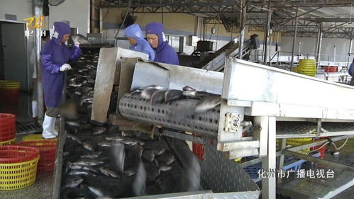 我市水產(chǎn)加工迎 復(fù)蘇 雨嘉水產(chǎn)日收羅非魚(yú)10萬(wàn)公斤